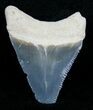 Bargain Bone Valley Megalodon Tooth #4199-1